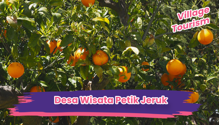 Desa Wisata Jeruk